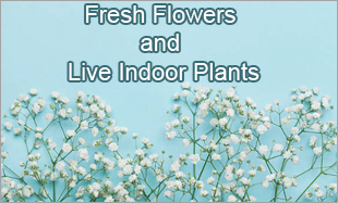 Fresh Flowers and Live Indoor Plants